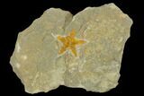 Ordovician Starfish (Petraster?) Fossil - Morocco #118063-1